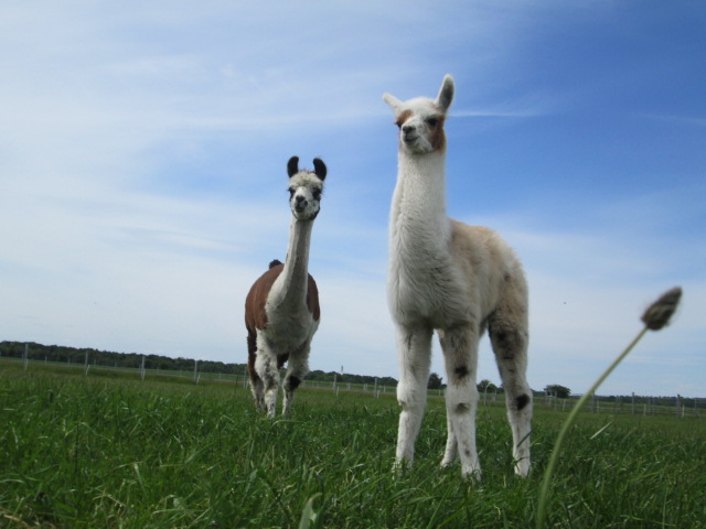 Alpakas von der Winkler-Ranch in Frohburg
