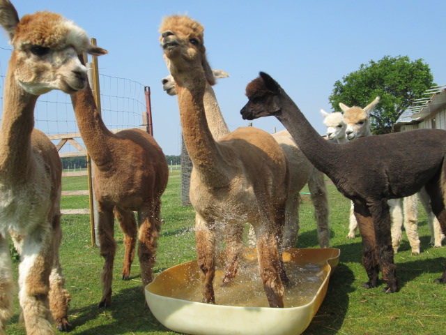 Alpakas von der Winkler-Ranch in Frohburg